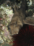 Horn Shark Sleeping on Rocky Reef near Red Sea Urchin  California