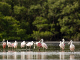 Juvenile and Adult Roseate Spoonbills  Resting  Tampa Bay  Florida