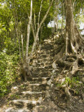Excavated Stairs with Tree Growing above at the Caracol Maya Site  Belize
