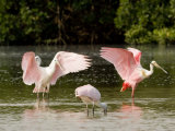 Juvenile and Adult Spoonbills Feeding  Preening  Tampa Bay  Florida