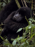 Endangered Mountain Gorilla Peers Through the Rainforest Foliage