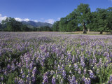 Fields of Lupine and Owl Clover in the Valley Oak Trees near Indians  California