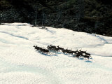 Herd of Wild Reindeer in a Snowy Landscape