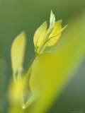 Fresh New Buds and Shoots of Mountain Swamp Gum Eucalypt Tree  Yellingbo Nature Reserve  Australia