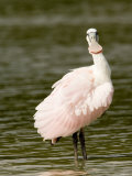 Juvenile Roseate Spoonbill  Looking at the Camera  Tampa Bay  Florida