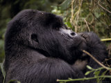 Endangered Male Silverback Mountain Gorilla Feeding in the Forest