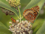 Great Spangled Fritillary and a Crescent Feeding on Milkweed Nectar