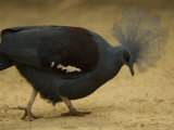 Crowned Pigeon from the Omaha Zoo  Nebraska