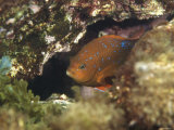 Juvenile Garibaldi Damselfish Hiding in Rocks  California