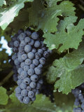 Grapes on the Vine  Virginia