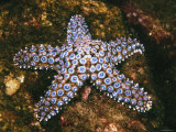Giant Spined Sea Star  Pisaster Giganteus  California