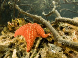 Cushion Sea Star  Belize