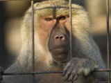Hamadryas Baboon from the Sedgwick County Zoo  Kansas