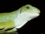 Endangered Banded Fijian Iguana Head with Bright Green Scales  Melbourne Zoo  Australia