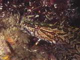 Giant Kelpfish Hiding in Leafy Algae Growth  California