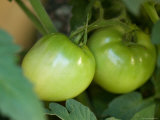 Green Tomato Isn't Ripe Enough to Be Picked from This Garden  Elkhorn  Nebraska