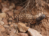 Gila Monster  Heloderma Suspectum  Out on an Evening Forage