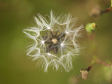 Dandelion at Spring Creek Prairie in Nebraska