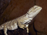 Dwarf Bearded Dragon Poised on a Log Sun Basking  Melbourne Zoo  Australia