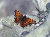 Gray Comma Butterfly on a Glacial Morraine  Alaska
