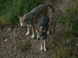 Endangered Mexican Gray Wolves at the Zoo