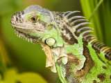 Green Iguana  Belize