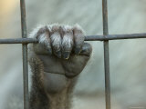 Hamadryas Baboons from the Sedgwick County Zoo  Kansas