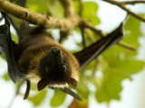 Indian Flying Fox from the Sedgwick County Zoo  Kansas