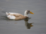 Indian Runner Ducks at the Rolling Hills Wildlife Adventure