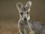 Female Wallaroo at the Sedgwick County Zoo