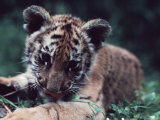 Four-Month-Old Bengal Tiger Cub in an American Zoo