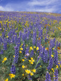 Coreopsis  Gilia  California Poppy and Lupine