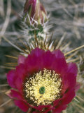 Detail Bloom of a Hedgehog Cactus
