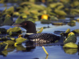 Common Loon on Bottenintnin Lake  Alaska