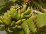 Green Bananas Hanging in a Stalk in a Banana Tree  Hawaii