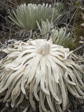 Espeletia Plant That Grows at an Altitude of over 10 000 Feet