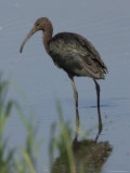 Glossy Ibis is Wading