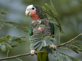 Cuban Amazon at the Sedgwick County Zoo  Kansas