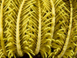 Detail of a Crinoid Feather Star  Malapascua Island  Philippines