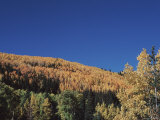 Hillside in Autumn-Hued Foliage in New Mexico