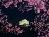 Jefferson Memorial at Night  Seen Through Cherry Blossoms  Washington  DC