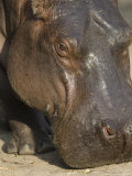 Hippopotamus at the Sedgwick County Zoo  Kansas