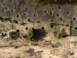Cultivation is Possible with Wells at the Edge of This Wet Pan  Niger