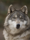 Gray Wolves at the Rolling Hills Wildlife Adventure