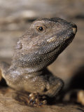 Jacky Lizard  Lashtail Dragon  Head  Eye and Mouth Detail  Australia