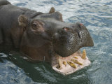 Hippopotamus Bares its Teeth at the Sedgwick County Zoo  Kansas