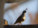 Gambel's Quail at the Omaha Zoo  Nebraska