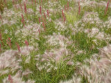 Flowers and Grasses in the Wind