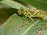 Differential Grasshopper on a Leaf