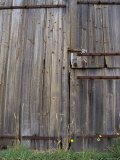 Dilapidated Antique Timber Doors and Bolts  on a Wooden Barn  Australia